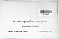 Gymnosporangium juniperi-virginianae image